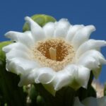 Muzyczne podróże przez świat. Dzika natura USA. Cz.1 - Radio Kielce