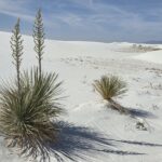 Muzyczne podróże przez świat. Dzika natura USA. Cz. 2 - Radio Kielce