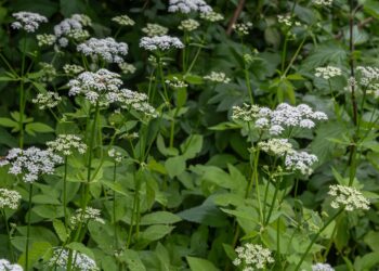 Podagrycznik / Źródło: Canva