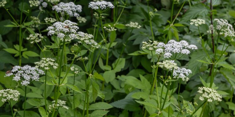 Podagrycznik / Źródło: Canva