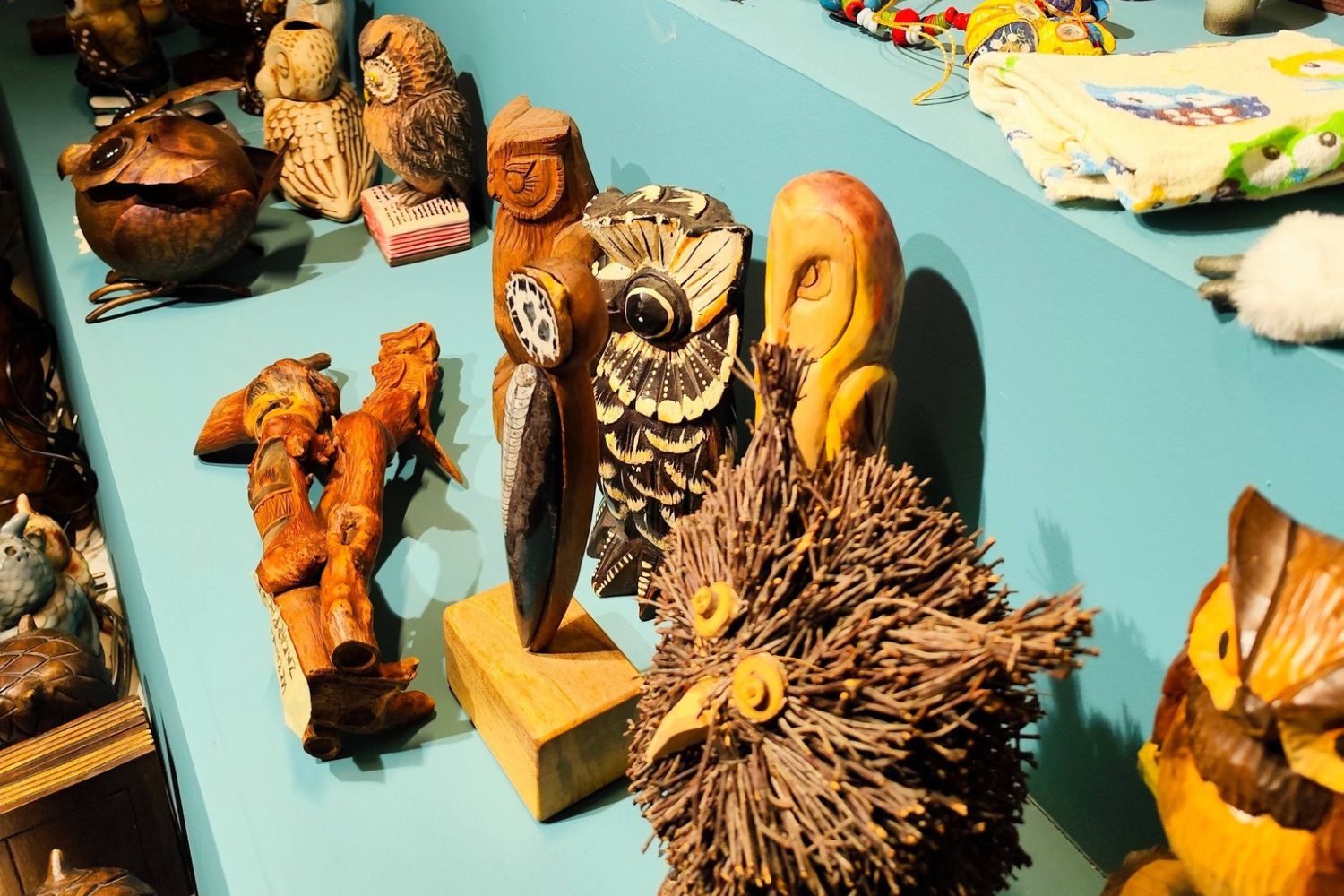 500 sów z całego świata w Pińczowie