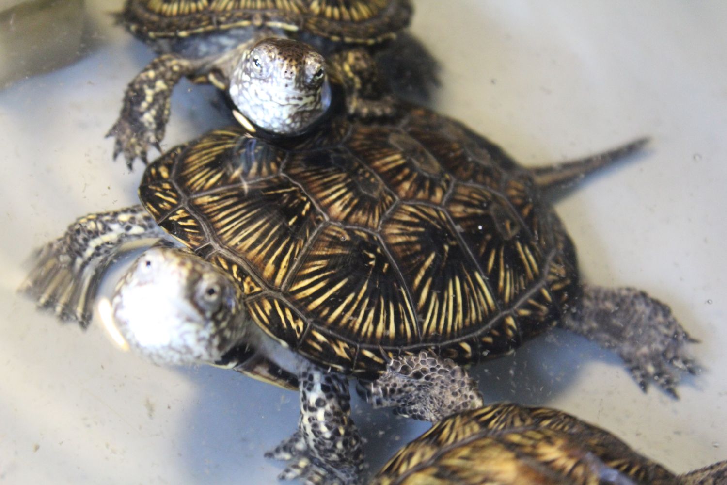 150 żółwi trafi do Umianowic w ciągu trzech lat