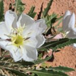 Muzyczne podróże przez świat. Dzika natura USA. Cz. 2 - Radio Kielce