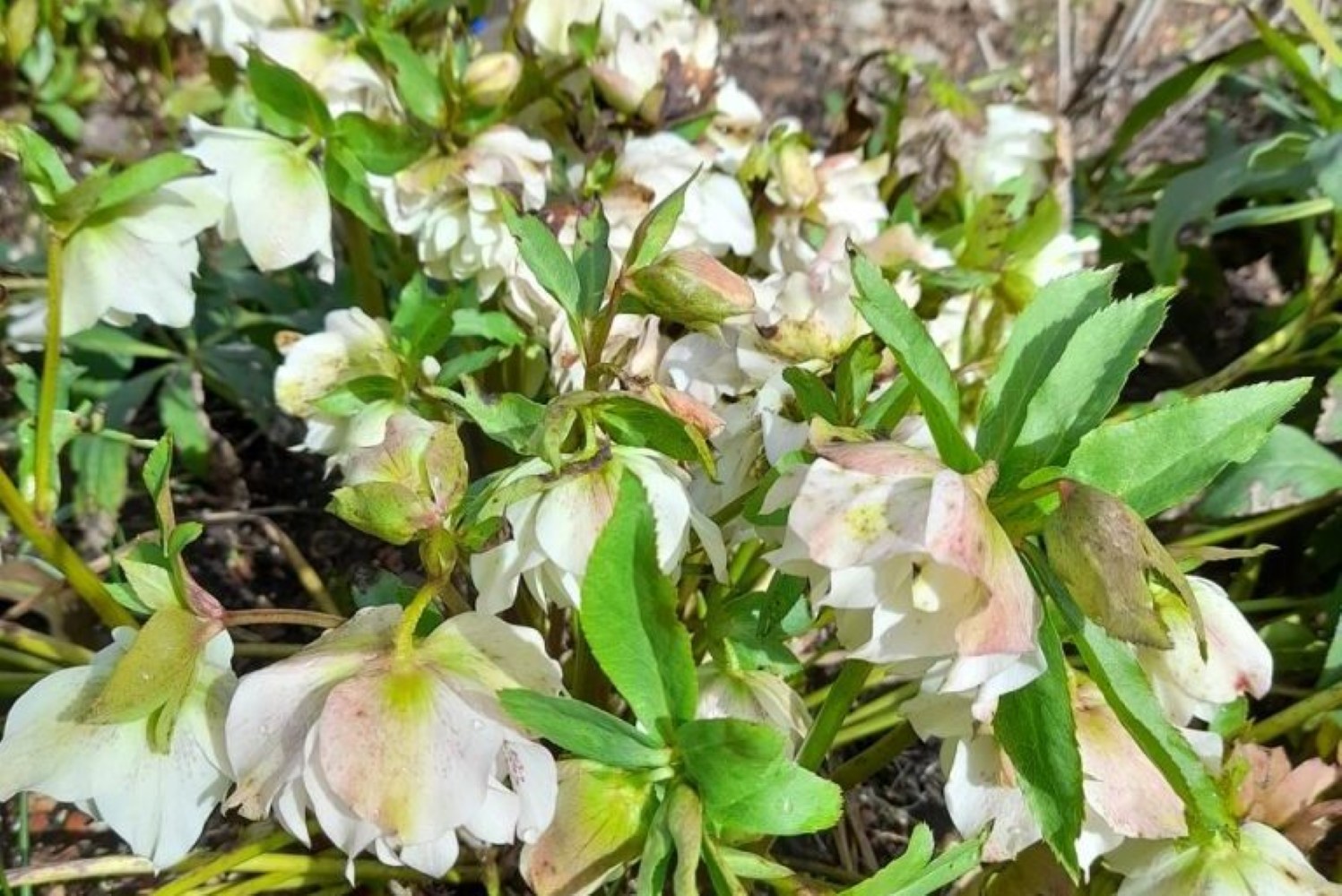 Ciemierniki z zimozielonymi liśćmi i długim kwitnieniem