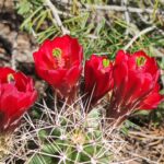 Muzyczne podróże przez świat. Dzika natura USA. Cz. 2 - Radio Kielce