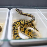 21.03.2026. Kielce. Hala Legionów. Targi Minerałów GeoExpo / Fot. Wiktor Taszłow - Radio Kielce