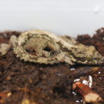 21.03.2026. Kielce. Hala Legionów. Targi Minerałów GeoExpo / Fot. Wiktor Taszłow - Radio Kielce