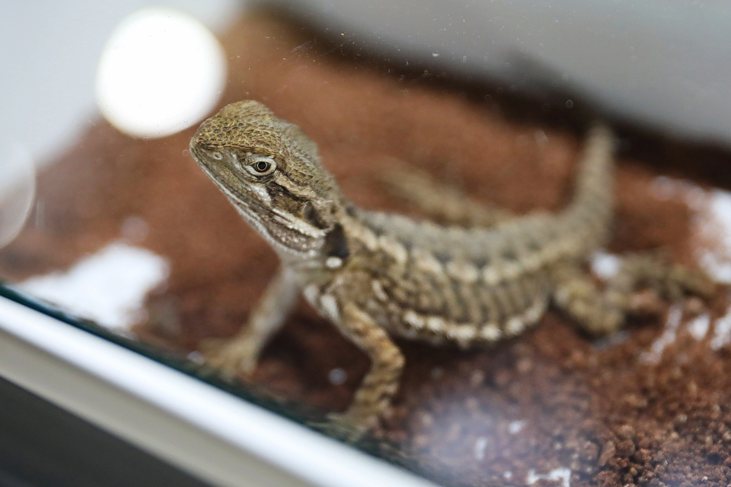 Kielce. Hala Legionów. Targi Minerałów GeoExpo