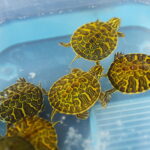 21.03.2026. Kielce. Hala Legionów. Targi Minerałów GeoExpo / Fot. Wiktor Taszłow - Radio Kielce