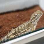 21.03.2026. Kielce. Hala Legionów. Targi Minerałów GeoExpo / Fot. Wiktor Taszłow - Radio Kielce