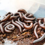 21.03.2026. Kielce. Hala Legionów. Targi Minerałów GeoExpo / Fot. Wiktor Taszłow - Radio Kielce