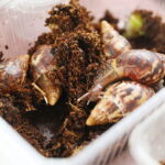 21.03.2026. Kielce. Hala Legionów. Targi Minerałów GeoExpo / Fot. Wiktor Taszłow - Radio Kielce