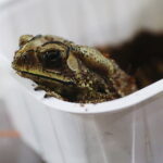 21.03.2026. Kielce. Hala Legionów. Targi Minerałów GeoExpo / Fot. Wiktor Taszłow - Radio Kielce