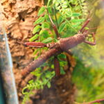 21.03.2026. Kielce. Hala Legionów. Targi Minerałów GeoExpo / Fot. Wiktor Taszłow - Radio Kielce