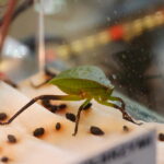 21.03.2026. Kielce. Hala Legionów. Targi Minerałów GeoExpo / Fot. Wiktor Taszłow - Radio Kielce