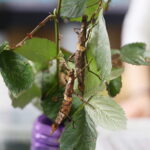 21.03.2026. Kielce. Hala Legionów. Targi Minerałów GeoExpo / Fot. Wiktor Taszłow - Radio Kielce