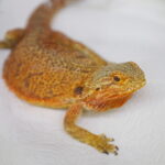 21.03.2026. Kielce. Hala Legionów. Targi Minerałów GeoExpo / Fot. Wiktor Taszłow - Radio Kielce