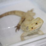 21.03.2026. Kielce. Hala Legionów. Targi Minerałów GeoExpo / Fot. Wiktor Taszłow - Radio Kielce