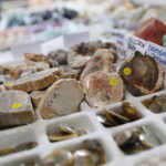 21.03.2026. Kielce. Hala Legionów. Targi Minerałów GeoExpo / Fot. Wiktor Taszłow - Radio Kielce