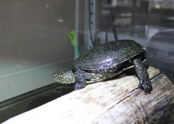 Umianowice. Żółwie błotne / Fot. Marta Gajda-Kruk - Radio Kielce