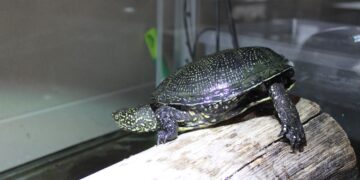 Umianowice. Żółw błotny / Fot. Marta Gajda-Kruk - Radio Kielce