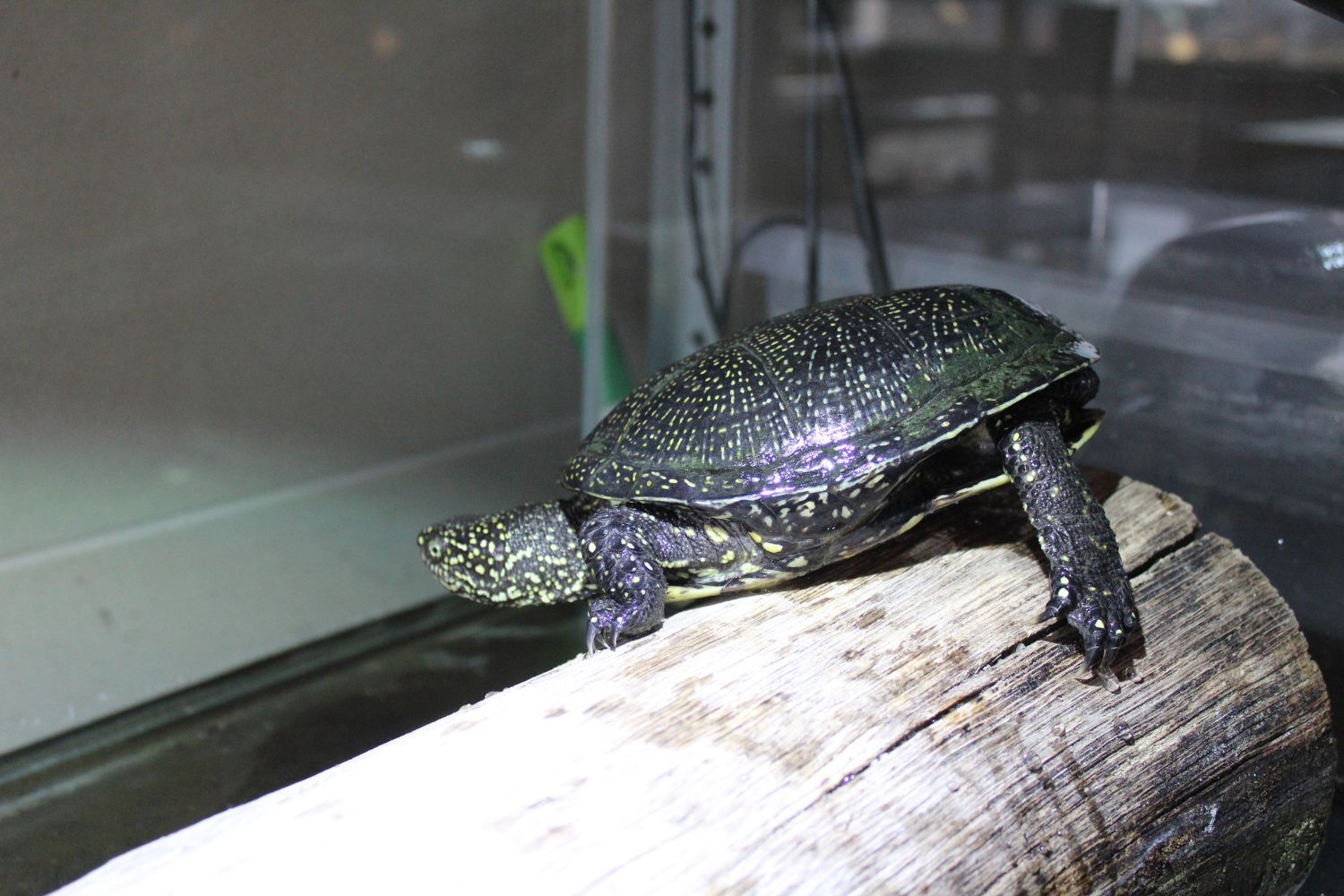 150 żółwi trafi do Umianowic w ciągu trzech lat