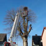 Odnawiają stare gniazda oczekując na bociany - Radio Kielce