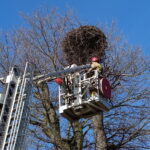 Odnawiają stare gniazda oczekując na bociany