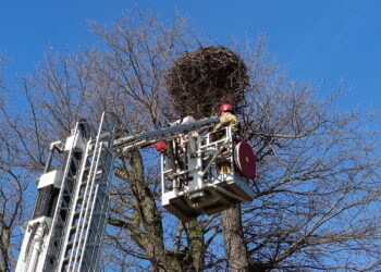 Odnawiają stare gniazda oczekując na bociany