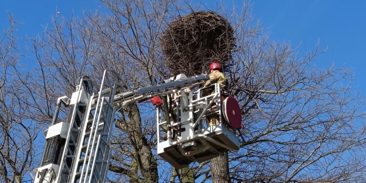 Odnawiają stare gniazda oczekując na bociany