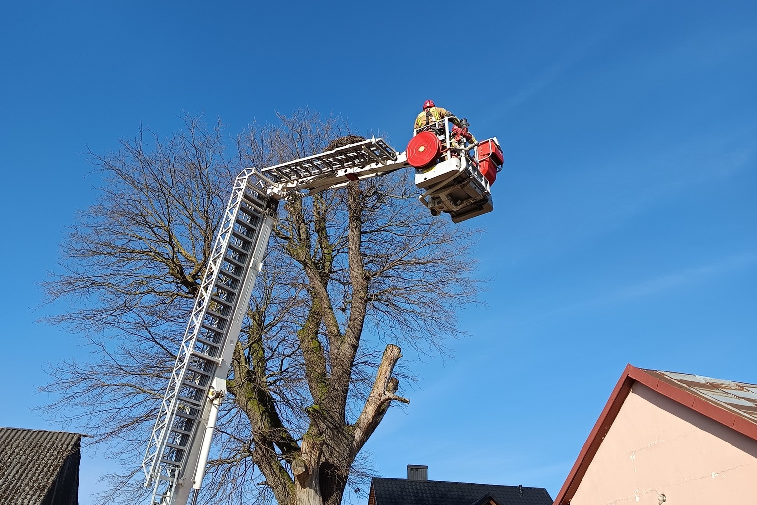 Odnawiają stare gniazda oczekując na bociany