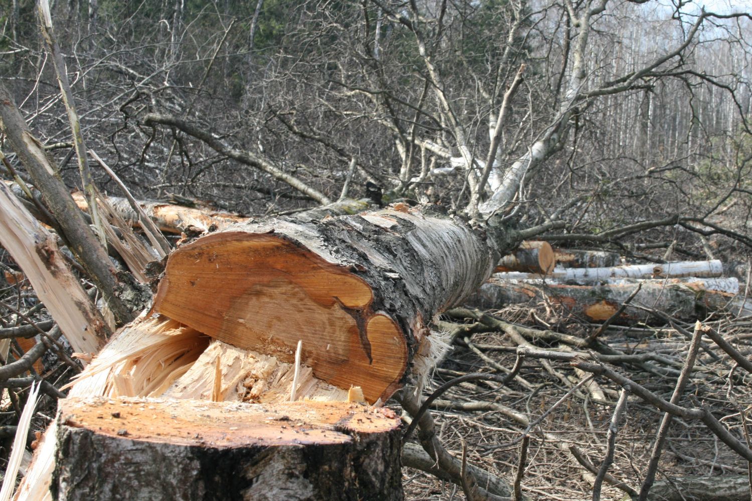 Ruszyły prace przy obwodnicy. Wiemy, kiedy pojadą nią samochody