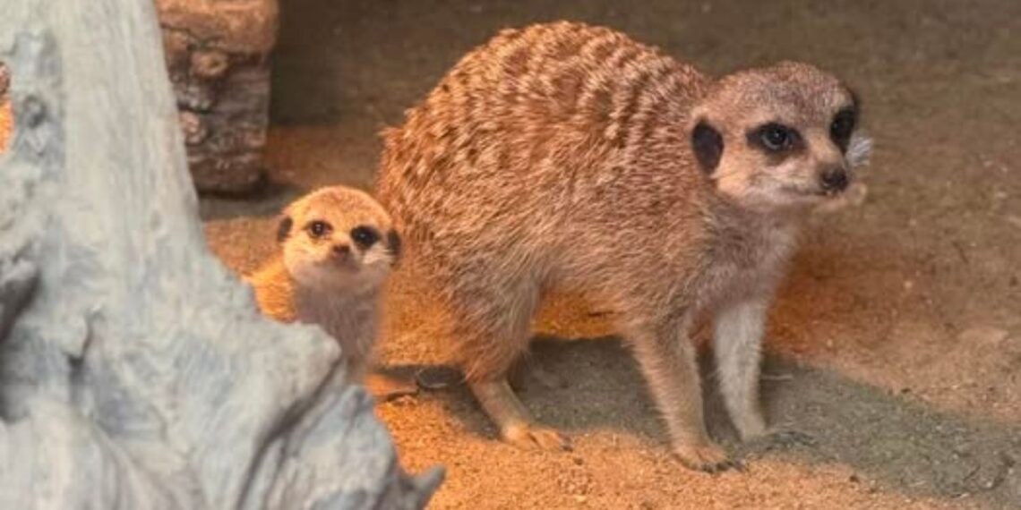 Powitajcie na świecie małą surykatkę z ZOO w Lisowie