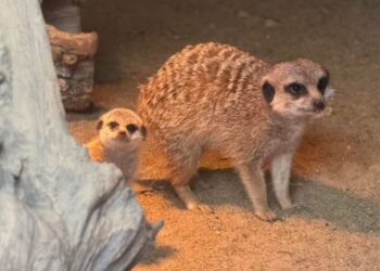 Powitajcie na świecie małą surykatkę z ZOO w Lisowie - Radio Kielce Powitajcie na świecie małą surykatkę z ZOO w Lisowie