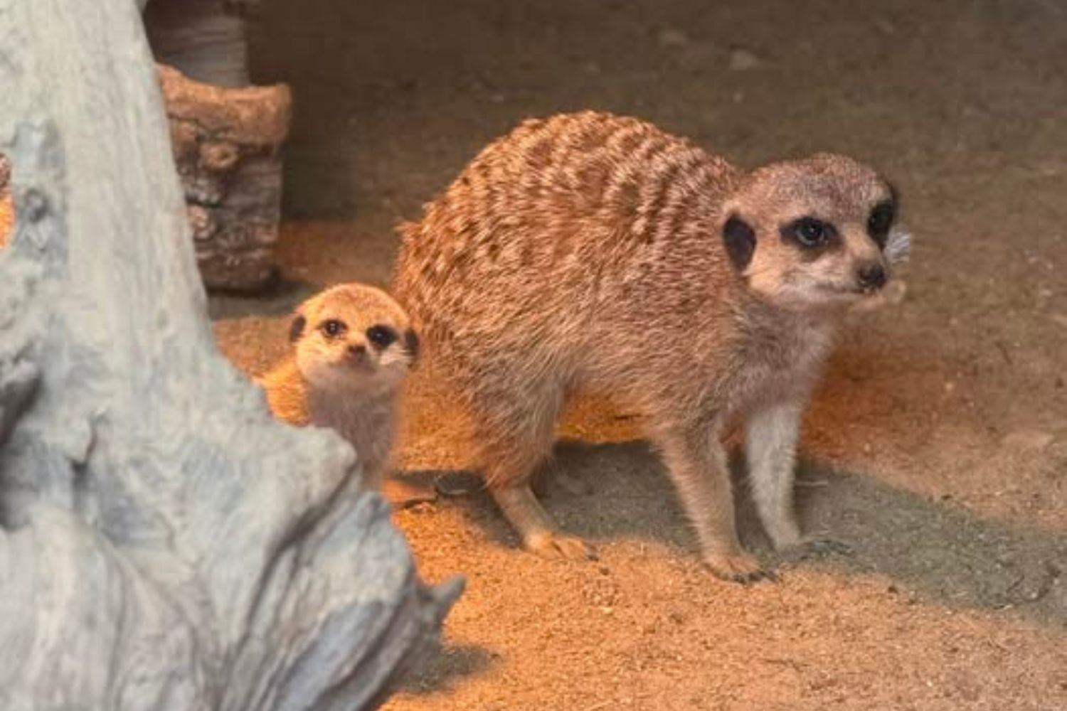 Powitajcie na świecie małą surykatkę z ZOO w Lisowie