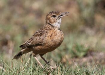 Dlaczego o poranku słyszymy głośny śpiew ptaków?