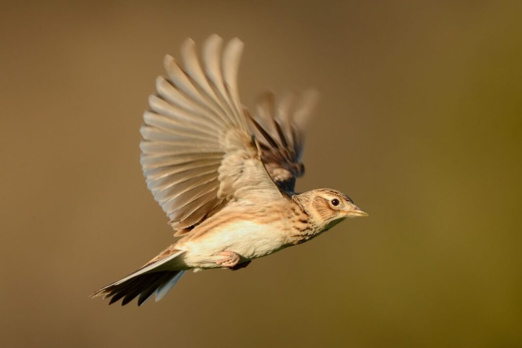 Dlaczego o poranku słyszymy głośny śpiew ptaków? - Radio Kielce Dlaczego o poranku słyszymy głośny śpiew ptaków? - Radio Kielce