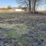 INTERWENCJA. Dziki niszczą uprawy, rolnicy są bezradni - Radio Kielce INTERWENCJA. Dziki niszczą uprawy, rolnicy są bezradni - Radio Kielce