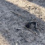 09.03.2026. Kielce. Ścieżka rowerowa wokół zalewu kieleckiego / Fot. Wiktor Taszłow - Radio Kielce