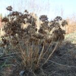 Ogród po zimie. Co sprawdzić, przyciąć i kiedy nawozić? - Radio Kielce Ogród po zimie / Fot. Marta Gajda-Kruk - Radio Kielce