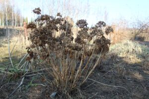 Ogród po zimie. Co sprawdzić, przyciąć i kiedy nawozić? - Radio Kielce Ogród po zimie / Fot. Marta Gajda-Kruk - Radio Kielce