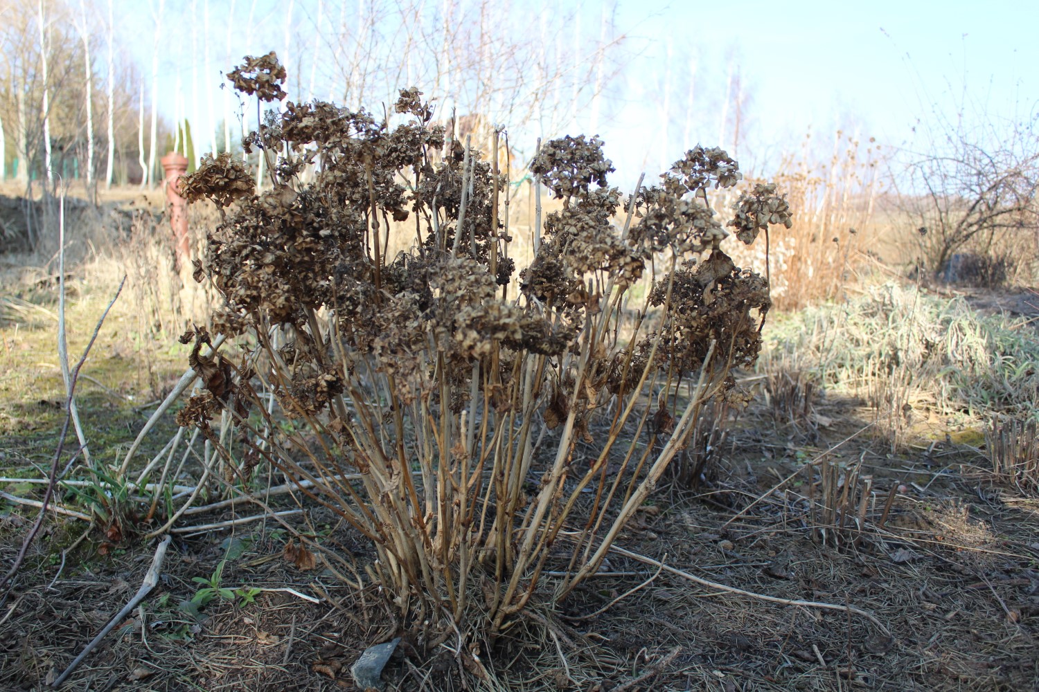 Ogród po zimie. Co sprawdzić, przyciąć i kiedy nawozić? - Radio Kielce Ogród po zimie / Fot. Marta Gajda-Kruk - Radio Kielce