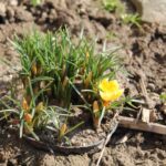 Ogród po zimie. Co sprawdzić, przyciąć i kiedy nawozić? - Radio Kielce Praca z ochotą przerabia słomę w złoto