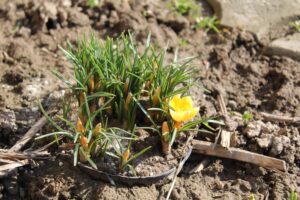 Ogród po zimie. Co sprawdzić, przyciąć i kiedy nawozić? - Radio Kielce Ogród po zimie / Fot. Marta Gajda-Kruk - Radio Kielce