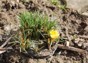 Ogród po zimie / Fot. Marta Gajda-Kruk - Radio Kielce