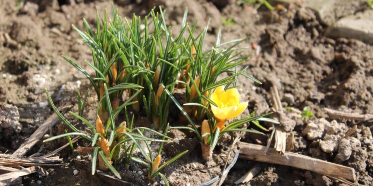 Ogród po zimie. Co sprawdzić, przyciąć i kiedy nawozić? - Radio Kielce Ogród po zimie / Fot. Marta Gajda-Kruk - Radio Kielce