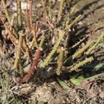 Ogród po zimie. Co sprawdzić, przyciąć i kiedy nawozić? - Radio Kielce Ogród po zimie / Fot. Marta Gajda-Kruk - Radio Kielce