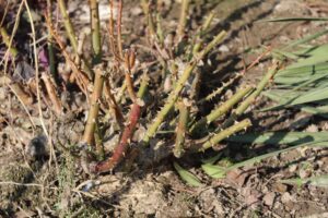 Ogród po zimie. Co sprawdzić, przyciąć i kiedy nawozić? - Radio Kielce Ogród po zimie / Fot. Marta Gajda-Kruk - Radio Kielce