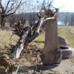 Ogród po zimie. Co sprawdzić, przyciąć i kiedy nawozić? - Radio Kielce Ogród po zimie / Fot. Marta Gajda-Kruk - Radio Kielce