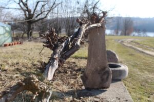 Ogród po zimie. Co sprawdzić, przyciąć i kiedy nawozić? - Radio Kielce Ogród po zimie / Fot. Marta Gajda-Kruk - Radio Kielce